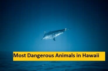 Most Dangerous Animals in Hawaii