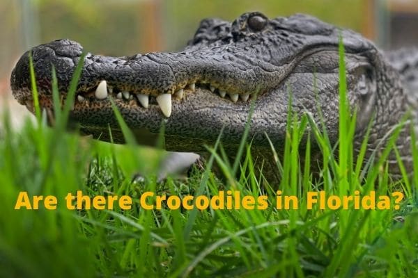 Are there crocodiles in Florida
