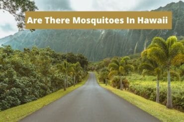 Are There Mosquitoes In Hawaii