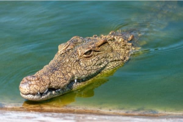 Crocodiles in jamaica