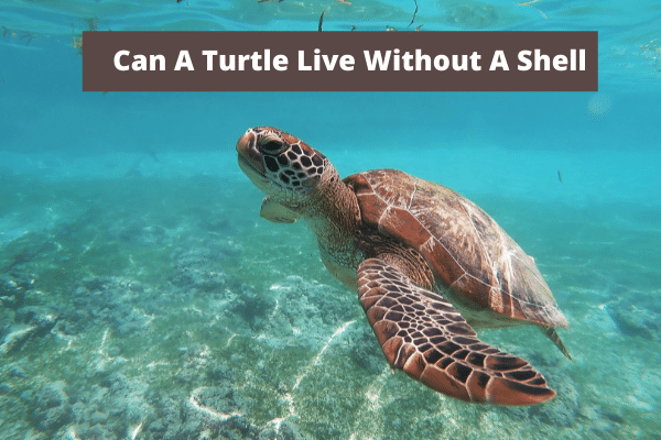 Can A Turtle Live Without A Shell