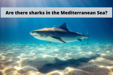 Are there sharks in the Mediterranean Sea