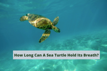 How Long Can A Sea Turtle Hold Its Breath