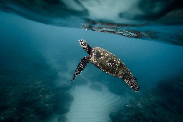 How Long Can A Sea Turtle Hold Its Breath Underwater