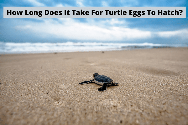 How Long Does It Take For Turtle Eggs To Hatch
