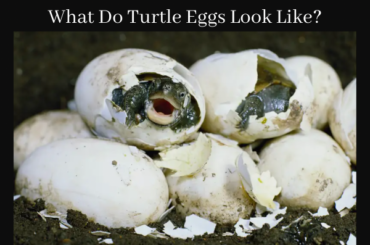 What Do Turtle Eggs Look Like