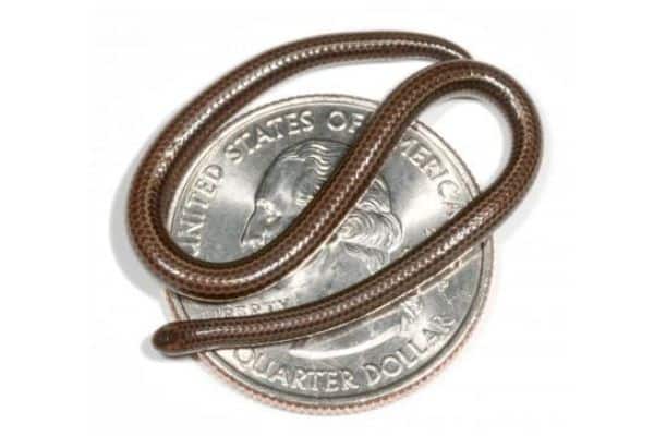 Barbados Thread Snake