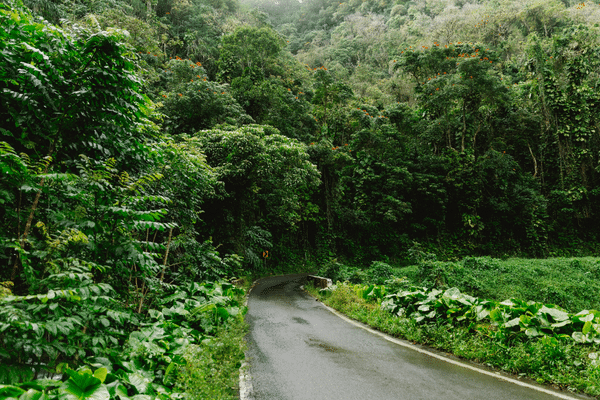 Which Maui sights should I drive to